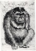 Chimpanzee,_1967,250X178_mm.JPG